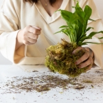 Kokedama making
